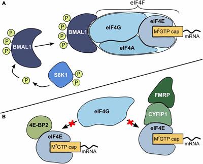 No Escaping the Rat Race: Simulated Night Shift Work Alters the Time-of-Day Variation in BMAL1 Translational Activity in the Prefrontal Cortex